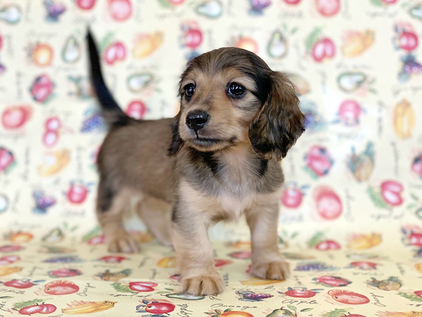 カニンヘンダックスフンド ビーmt & ボンmtの子犬 シェーデットイエロー(シェーデットクリーム) 女の子 お写真初登場IMG_7224 カニンヘンダックスフンド ビーmt & ボンmtの子犬 シェーデットイエロー(シェーデットクリーム) 女の子 お写真初登場