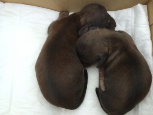 ダックスフンド カニンヘン 小夏.ib 6/6出産しました