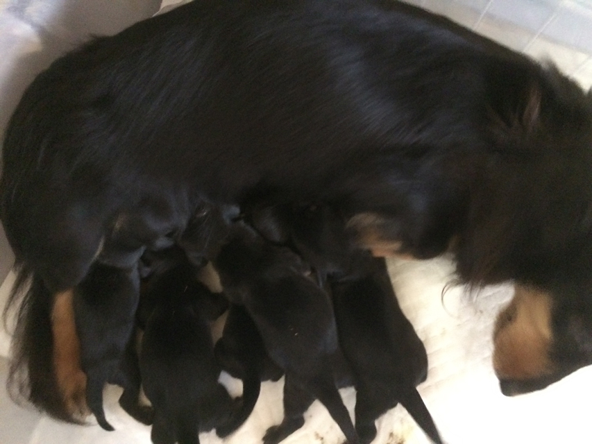 ダックスフンド カニンヘン 月子 6/14出産しました ダックスフンド カニンヘン 月子 6/14出産しました