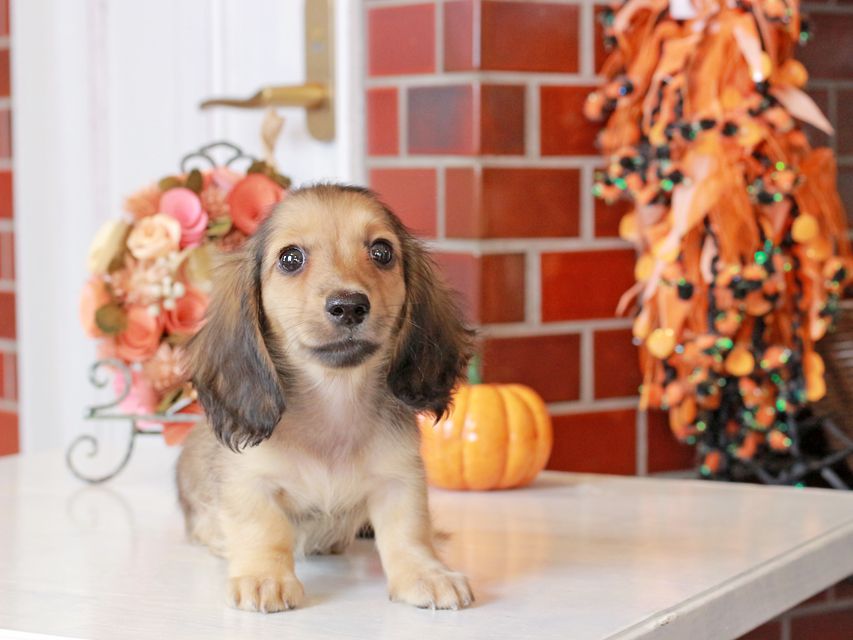 カニンヘン ダックスフンド まめms & 竹千代CHの子犬 シェーデットイエロー(シェーデットクリーム) 女の子(1)IMG_7493 カニンヘン ダックスフンド まめms & 竹千代CHの子犬 シェーデットイエロー(シェーデットクリーム) 女の子(1)