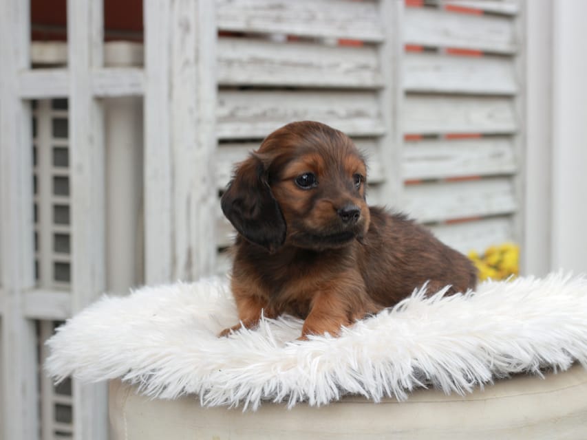 カニンヘン ダックスフンド チャーミー ＆ ジルベールの子犬 レッド 女の子
