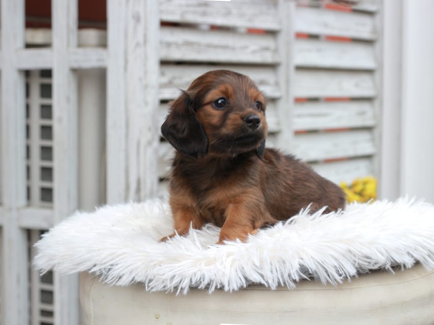 カニンヘン ダックスフンド チャーミー ＆ ジルベールの子犬 レッド 女の子