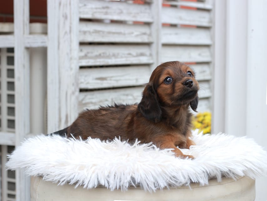 カニンヘン ダックスフンド チャーミー ＆ ジルベールの子犬 レッド 女の子