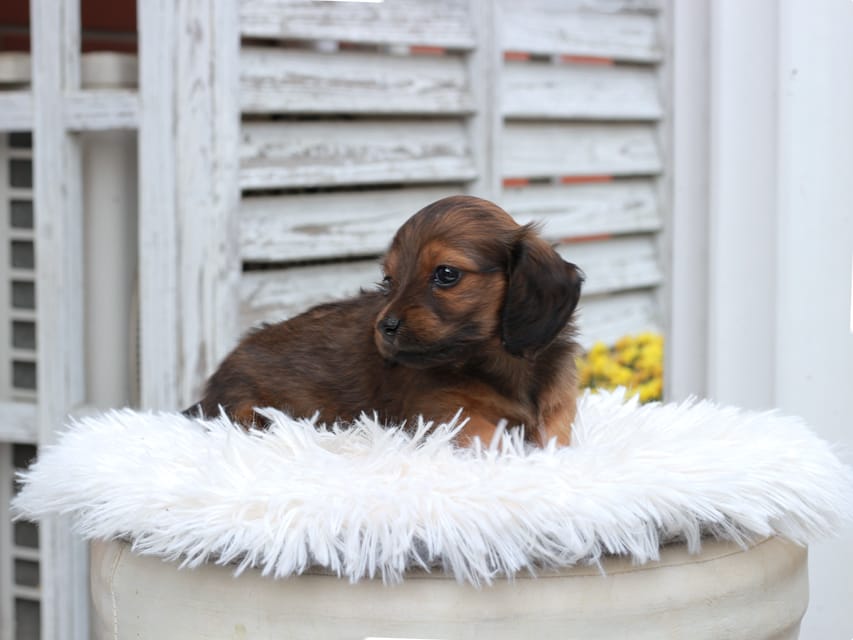 カニンヘン ダックスフンド チャーミー ＆ ジルベールの子犬 レッド 女の子