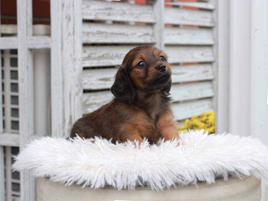 カニンヘン ダックスフンド チャーミー ＆ ジルベールの子犬 レッド 女の子