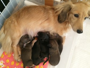 宣伝部から一番人気のソルちゃん 宣伝部から一番人気のソルちゃん