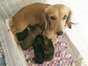 カニンヘン 子犬 シェーデットクリーム 女の子 チェルシー カニンヘン 子犬 シェーデットクリーム 女の子 チェルシー