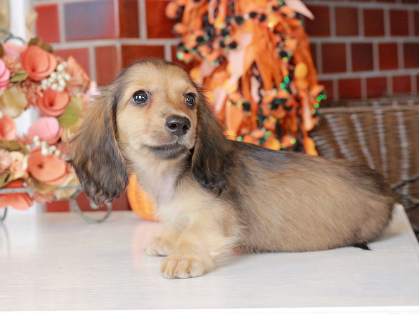 カニンヘン ダックスフンド まめms & 竹千代CHの子犬 シェーデットイエロー(シェーデットクリーム) 女の子(1)IMG_7521 カニンヘン ダックスフンド まめms & 竹千代CHの子犬 シェーデットイエロー(シェーデットクリーム) 女の子(1)