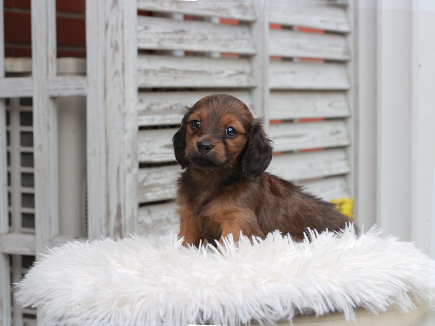カニンヘン ダックスフンド チャーミー ＆ ジルベールの子犬 レッド 女の子