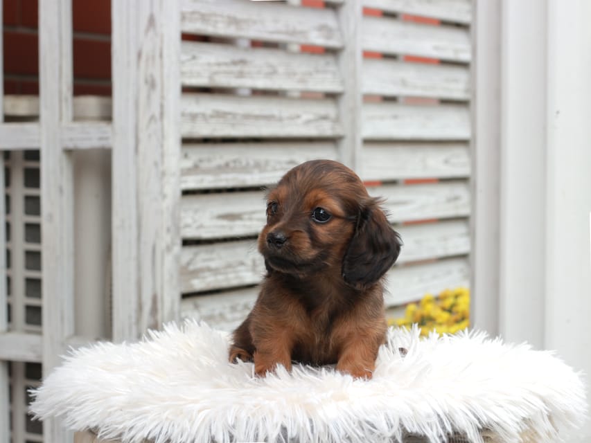 カニンヘン ダックスフンド チャーミー ＆ ジルベールの子犬 レッド 女の子