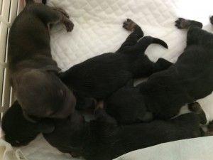 カニンヘン ダックスフンドの楓が12/12出産しました ブラッククリーム男の子、シェーデットクリーム男の子、ブラッククリーム女の子2 カニンヘン ダックスフンドの楓が12/12出産しました ブラッククリーム男の子、シェーデットクリーム男の子、ブラッククリーム女の子2