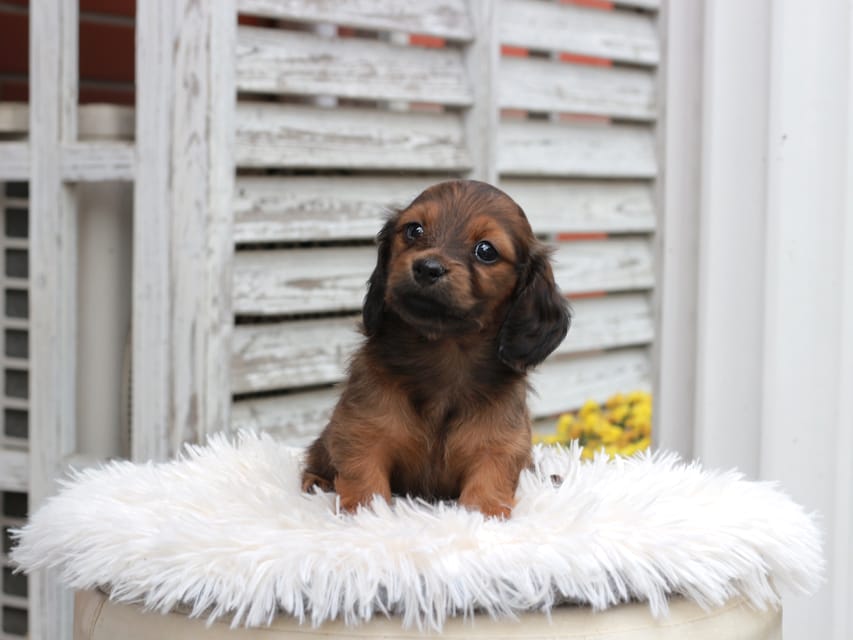 カニンヘン ダックスフンド チャーミー ＆ ジルベールの子犬 レッド 女の子