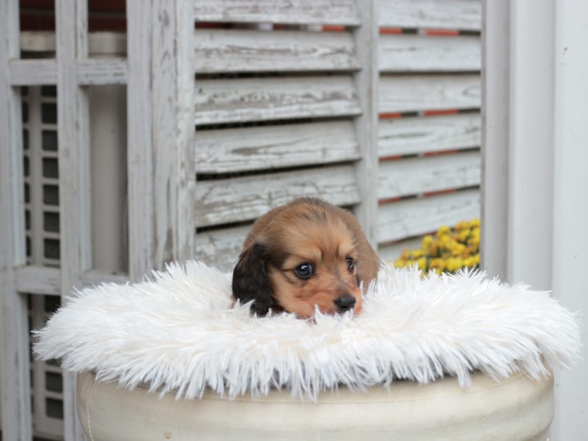 カニンヘン ダックスフンド うさぎ & スパーキーの子犬 イエロー 男の子IMG_7570 カニンヘン ダックスフンド うさぎ & スパーキーの子犬 イエロー 男の子