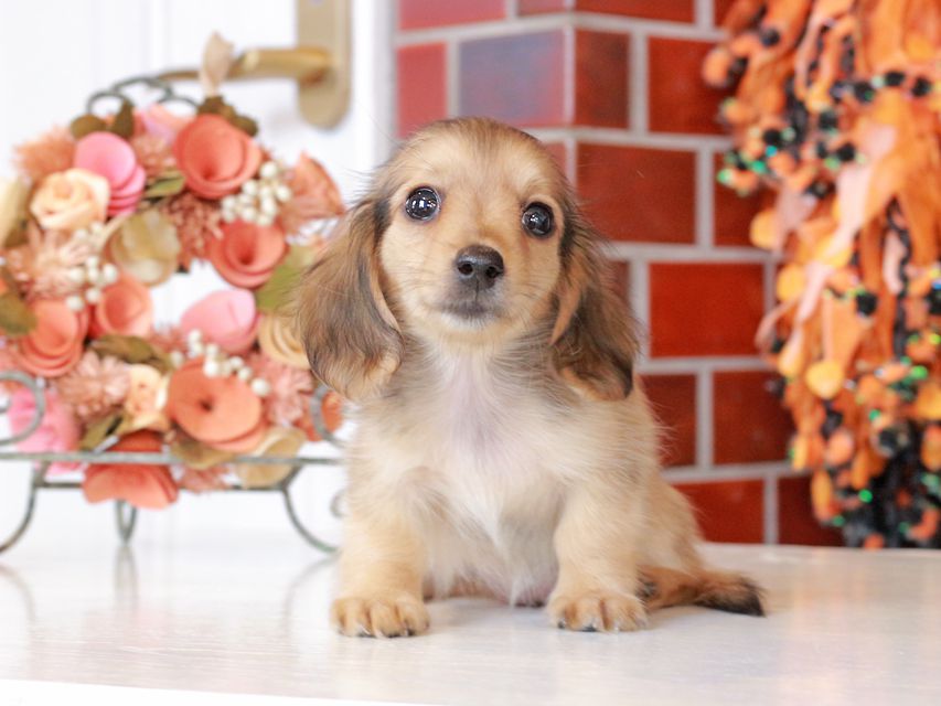 カニンヘン ダックスフンド まめms & 竹千代CHの子犬 シェーデットイエロー(シェーデットクリーム) 女の子(2)IMG_7571 カニンヘン ダックスフンド まめms & 竹千代CHの子犬 シェーデットイエロー(シェーデットクリーム) 女の子(2)