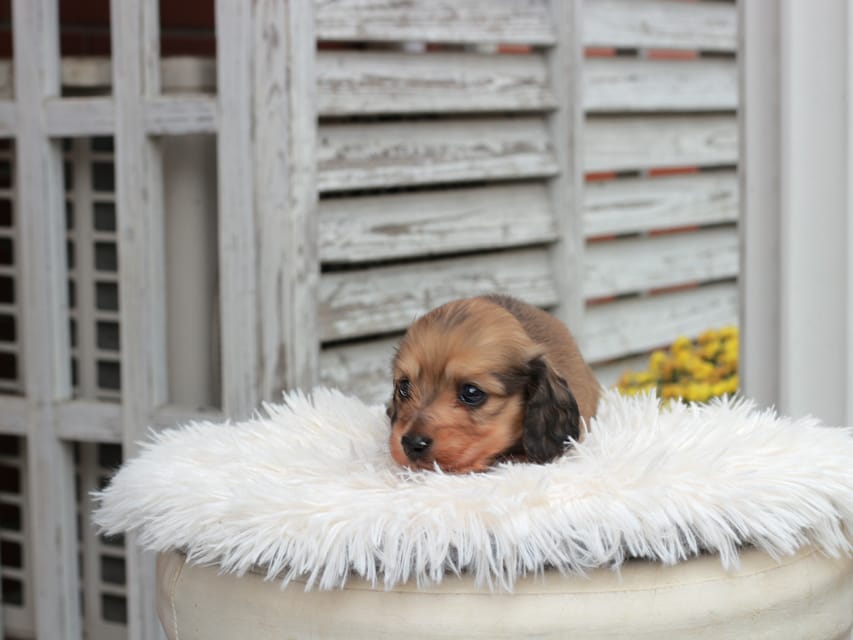 カニンヘン ダックスフンド うさぎ & スパーキーの子犬 イエロー 男の子IMG_7576 カニンヘン ダックスフンド うさぎ & スパーキーの子犬 イエロー 男の子