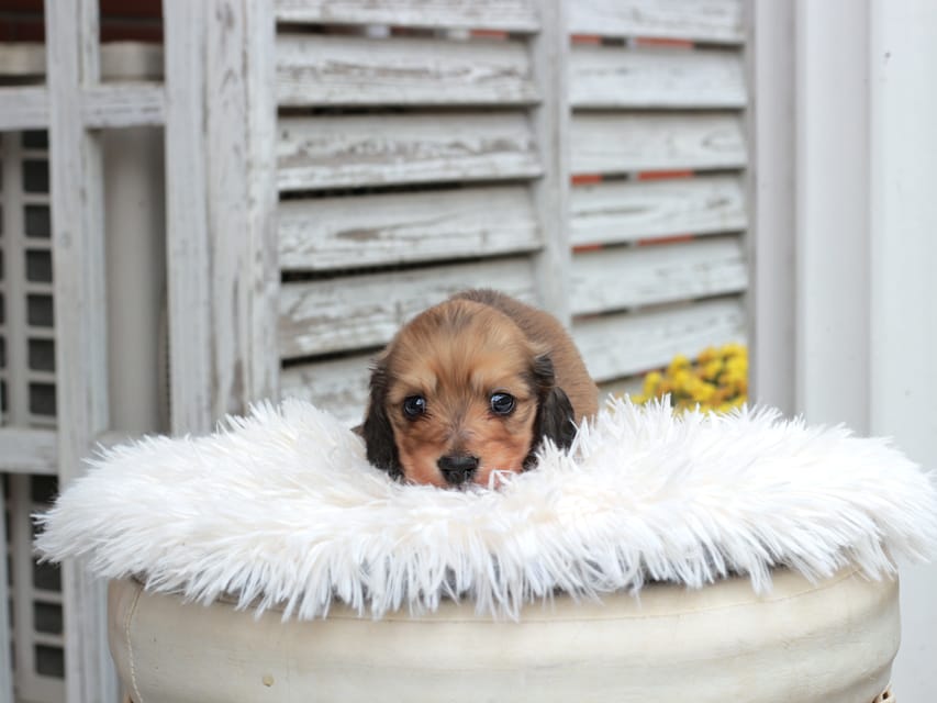 カニンヘン ダックスフンド うさぎ & スパーキーの子犬 イエロー 男の子IMG_7584 カニンヘン ダックスフンド うさぎ & スパーキーの子犬 イエロー 男の子