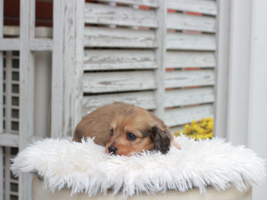 カニンヘン ダックスフンド うさぎ & スパーキーの子犬 イエロー 男の子IMG_7591 カニンヘン ダックスフンド うさぎ & スパーキーの子犬 イエロー 男の子