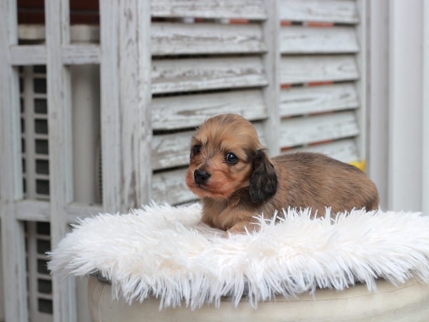 カニンヘン ダックスフンド うさぎ & スパーキーの子犬 イエロー 男の子IMG_7603 カニンヘン ダックスフンド うさぎ & スパーキーの子犬 イエロー 男の子