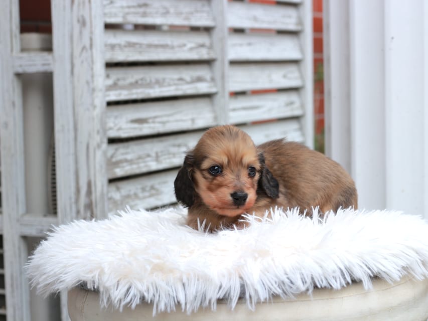 カニンヘン ダックスフンド うさぎ & スパーキーの子犬 イエロー 男の子IMG_7605 カニンヘン ダックスフンド うさぎ & スパーキーの子犬 イエロー 男の子