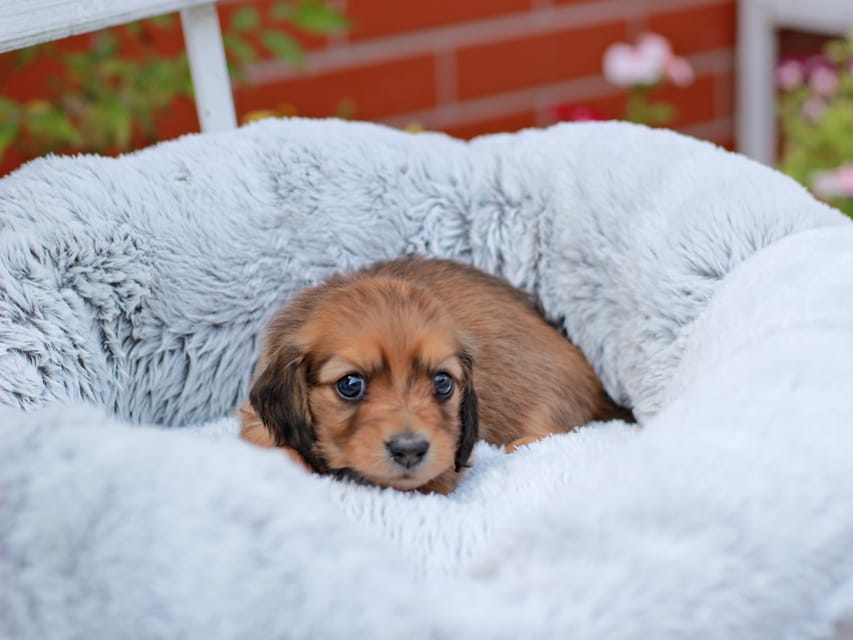 カニンヘンダックスフンド パディントン&ボノの子犬 レッド 女の子（2）