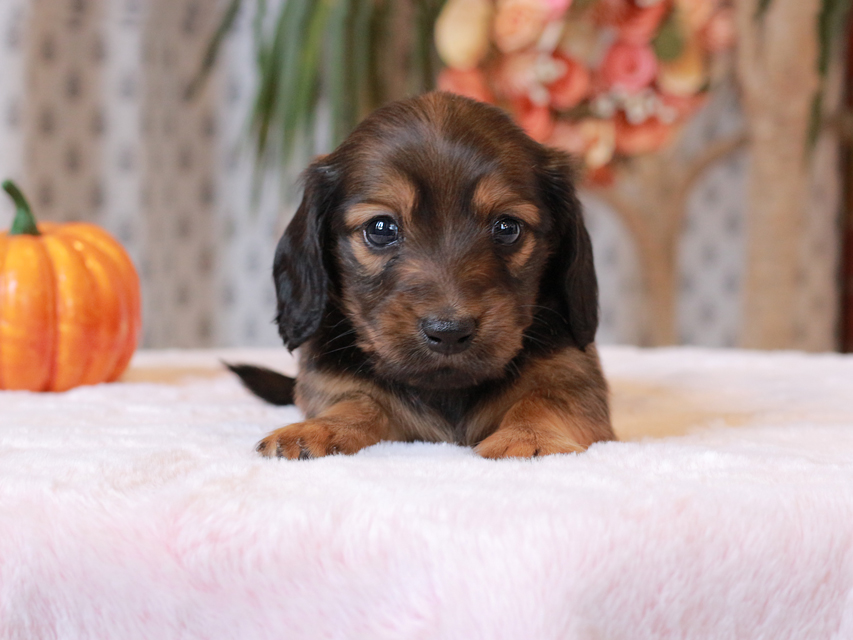 カニンヘン ダックスフンド ローリー & ジェットの子犬 レッド 男の子IMG_7726 カニンヘン ダックスフンド ローリー & ジェットの子犬 レッド 男の子