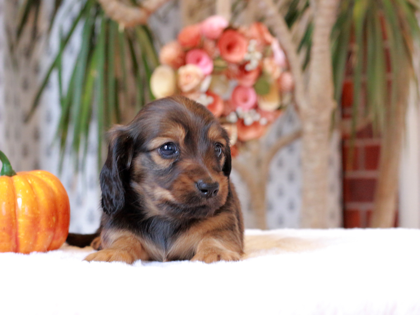 カニンヘン ダックスフンド ローリー & ジェットの子犬 レッド 男の子IMG_7750 カニンヘン ダックスフンド ローリー & ジェットの子犬 レッド 男の子