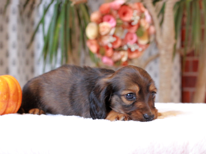 カニンヘン ダックスフンド ローリー & ジェットの子犬 レッド 男の子IMG_7753 カニンヘン ダックスフンド ローリー & ジェットの子犬 レッド 男の子