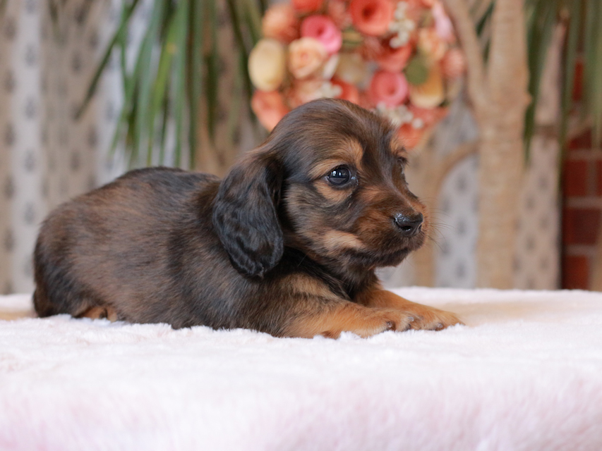 カニンヘン ダックスフンド ローリー & ジェットの子犬 レッド 男の子IMG_7758 カニンヘン ダックスフンド ローリー & ジェットの子犬 レッド 男の子