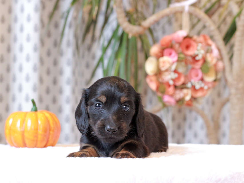 カニンヘン ダックスフンド ローリー & ジェットの子犬 ブラタン 女の子(1)IMG_7788 カニンヘン ダックスフンド ローリー & ジェットの子犬 ブラタン 女の子(1)