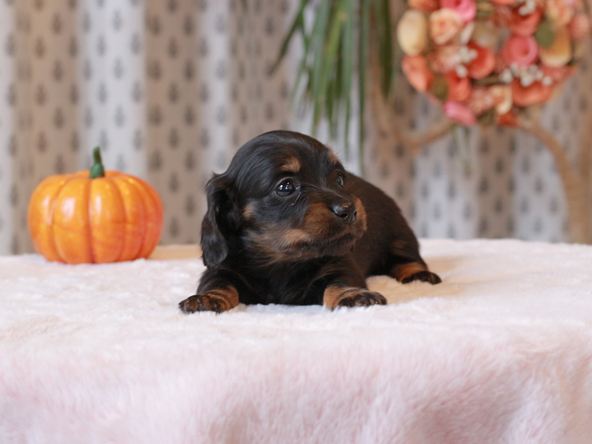 カニンヘン ダックスフンド ローリー & ジェットの子犬 ブラタン 女の子（2）