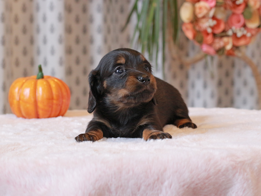 カニンヘン ダックスフンド ローリー & ジェットの子犬 ブラタン 女の子（2）