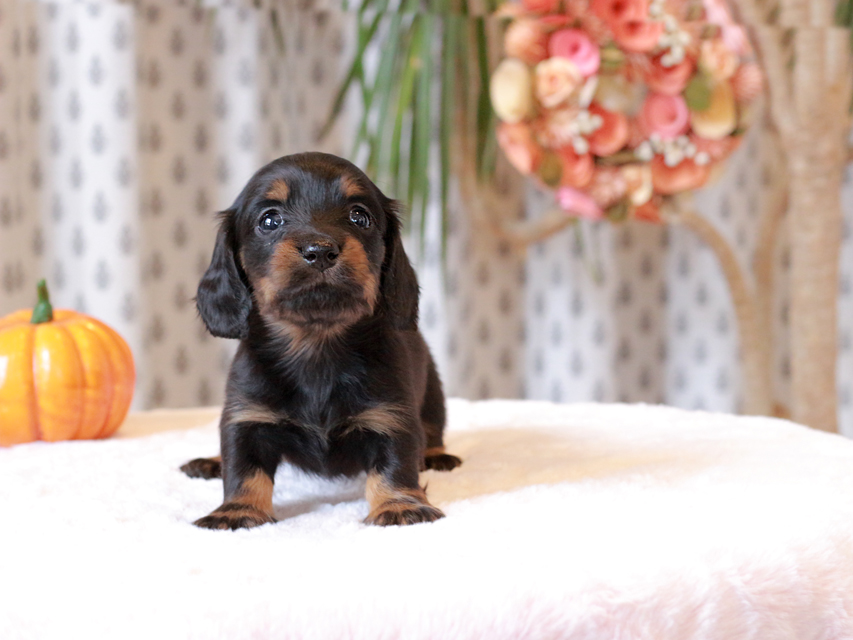 カニンヘン ダックスフンド ローリー & ジェットの子犬 ブラタン 女の子（2）