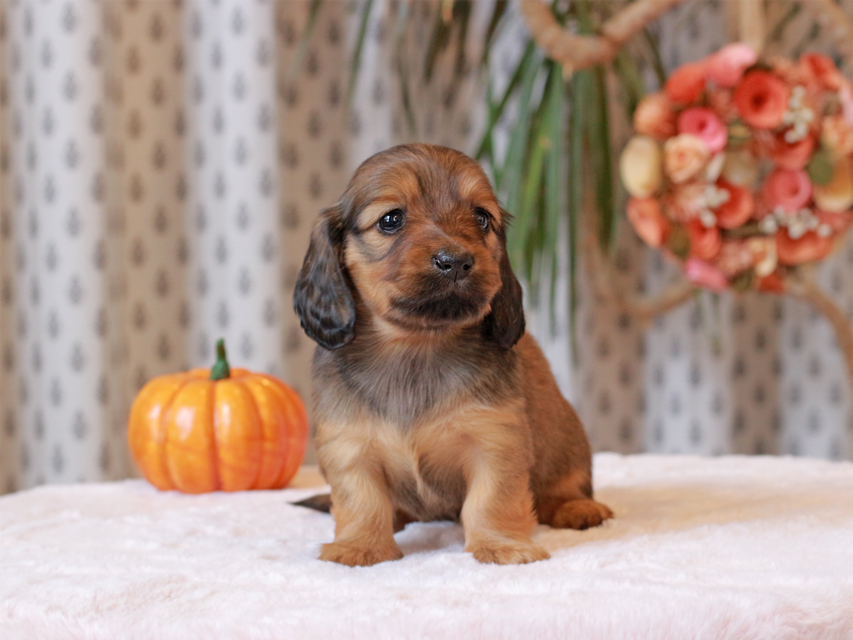 カニンヘン ダックスフンド ローリー & ジェットの子犬 レッド 女の子