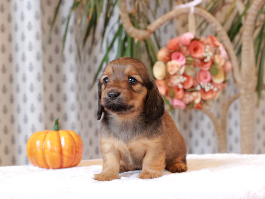 カニンヘン ダックスフンド ローリー & ジェットの子犬 レッド 女の子