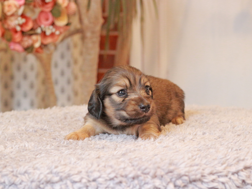 カニンヘン ダックスフンド クラン & ロックスの子犬 シェーデットイエロー（シェーデットクリーム） 女の子（1）