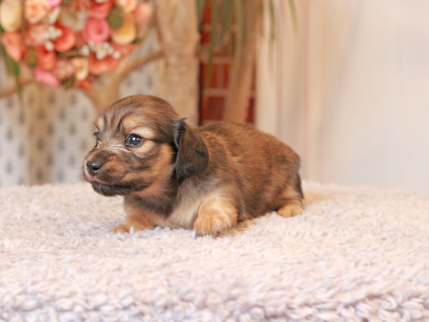 カニンヘン ダックスフンド クラン & ロックスの子犬 シェーデットイエロー（シェーデットクリーム） 女の子（1）