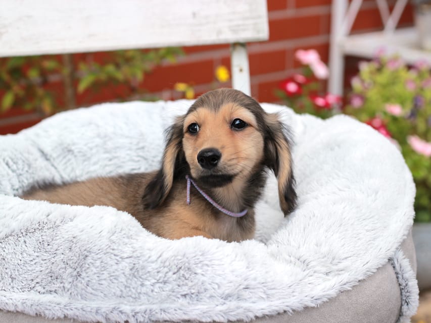 カニンヘンダックスフンド もなか&ナイトの子犬 イエロー 男の子