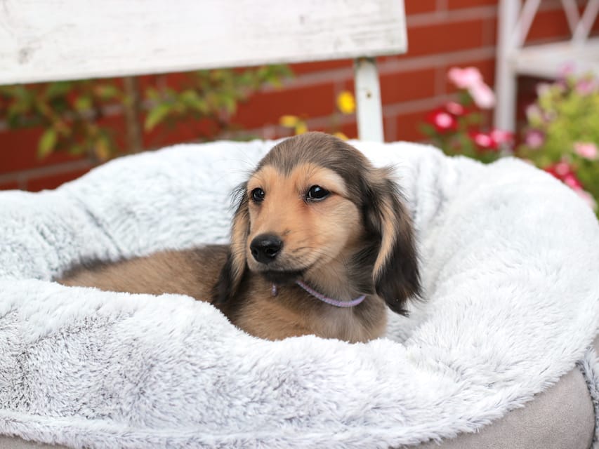 カニンヘンダックスフンド もなか&ナイトの子犬 イエロー 男の子