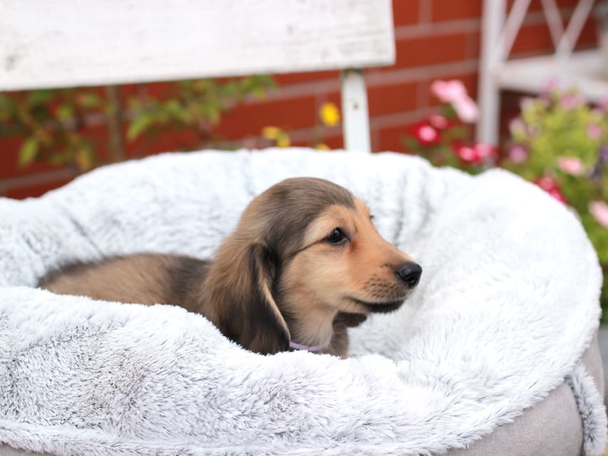 カニンヘンダックスフンド もなか&ナイトの子犬 イエロー 男の子