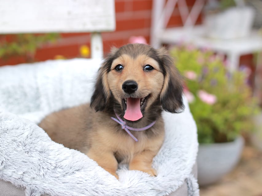 カニンヘンダックスフンド もなか&ナイトの子犬 イエロー 男の子