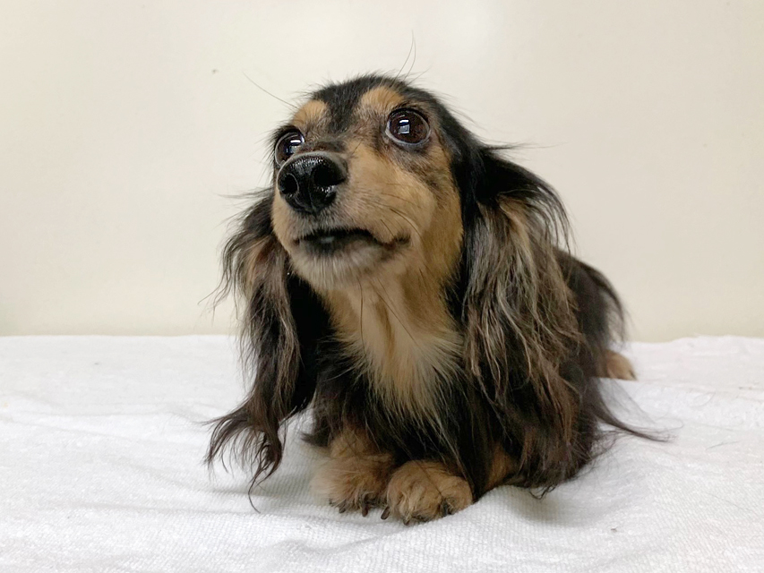 カニンヘンダックスフンド レイmt ブラッククリーム