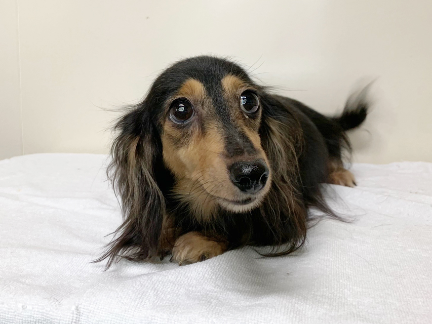 カニンヘンダックスフンド レイmt ブラッククリーム