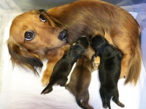 ウズメ 7/26出産しました