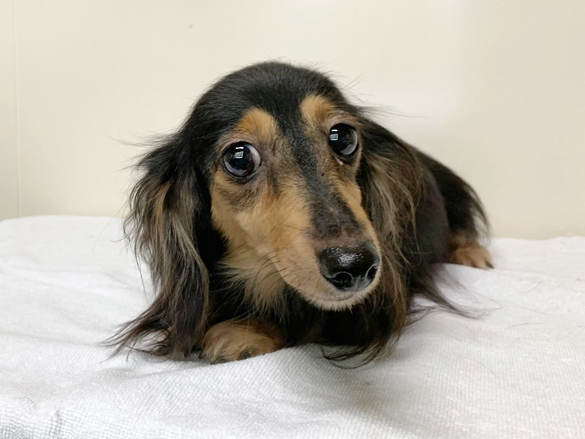 カニンヘンダックスフンド レイmt ブラッククリーム