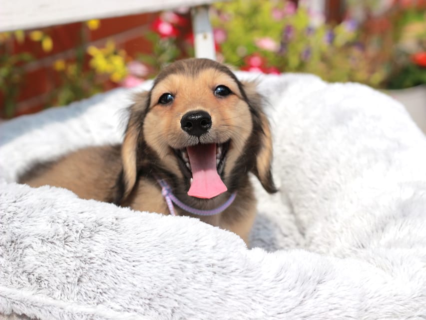カニンヘンダックスフンド もなか&ナイトの子犬 イエロー 男の子