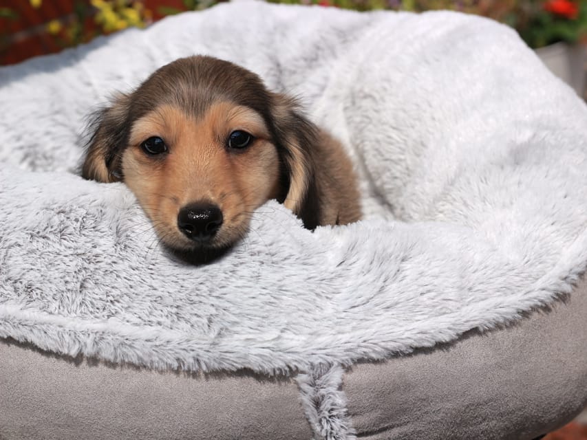 カニンヘンダックスフンド もなか&ナイトの子犬 イエロー 男の子