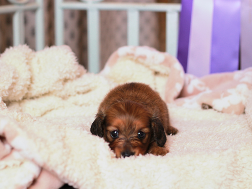 カニンヘンダックスフンド ポポ & ジルベールの子犬 レッド 女の子