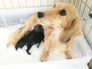 ゆず カニンヘンダックス 2.8kg シェーデットクリーム