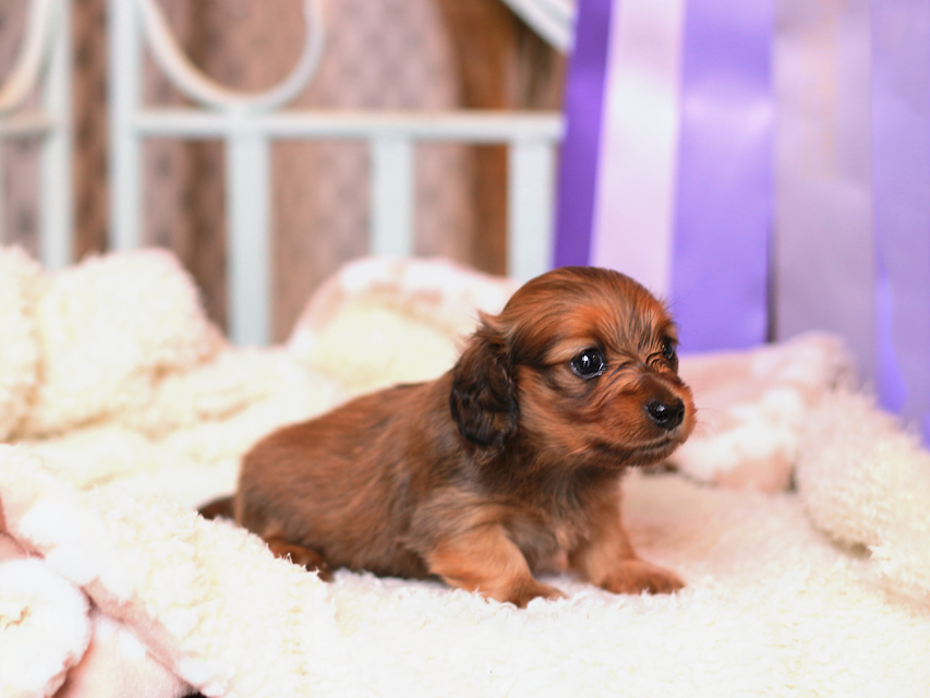 カニンヘンダックスフンド ポポ & ジルベールの子犬 レッド 女の子
