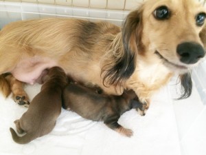 ティアラ JKCチャンピオン直娘 カニンヘンダックス　女の子 シェーデットクリーム